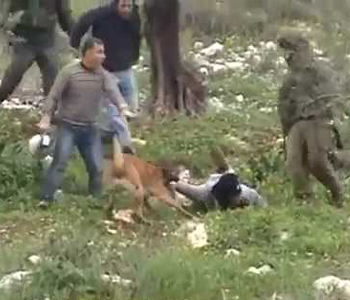ataques+sionistas+palestina2 Fuerzas israelíes atacan con violencia a manifestantes palestinos
