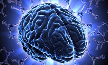 el cerebro humano Detectan la zona cerebral responsable de decisiones estratégicos