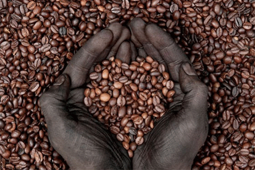 Angola planea duplicar su producción de Café Angola planea duplicar su producción de Café