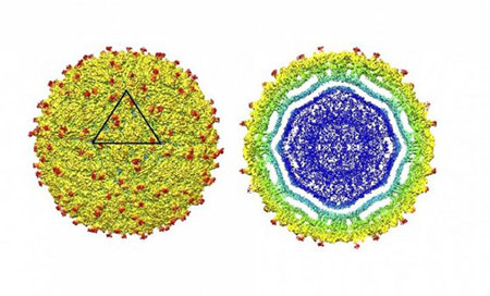 Imagen del virus del Zika Logran desvelar la estructura del virus del Zika