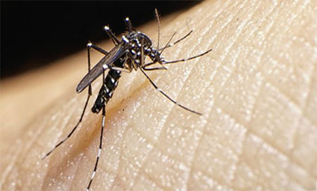 el mosquito transmitador del Zika Mosquitos de laboratorio para eliminar el virus del Zika