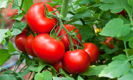 tomate Generar electricidad a partir de tomates desechados