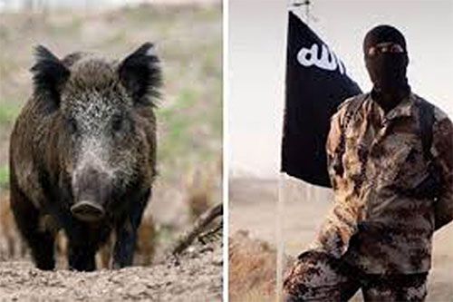 Una manada de jabalíes ataca y mata a tres terroristas de Daesh en Iraq Una manada de jabalíes ataca y mata a tres terroristas de Daesh en Iraq