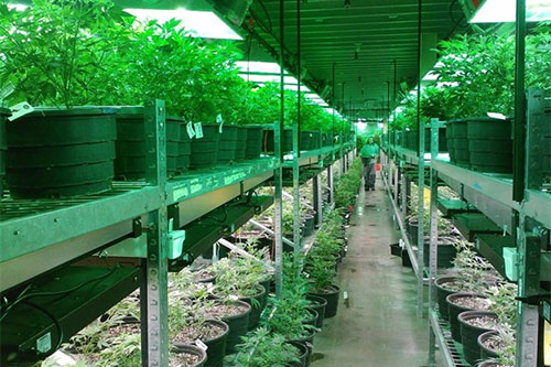 cultivo de plantas de marihuana El cultivo de plantas de marihuana ya no se castiga en México