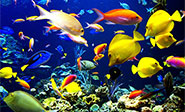 Aumentan las zonas de ox&#237;geno m&#237;nimo en los océanos