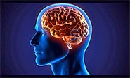 Descubren la regi&#243;n cerebral responsable del dolor cr&#243;nico