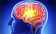 El cerebro olvida para ahorrar energ&#237;a