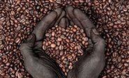 Angola planea duplicar su producción de Café