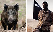 Una manada de jabalíes ataca y mata a tres terroristas de Daesh en Iraq