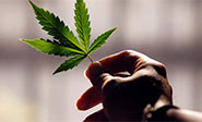 El cultivo de plantas de marihuana ya no se castiga en México