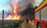 Estado de emergencia en una región de Alemania por incendios forestales