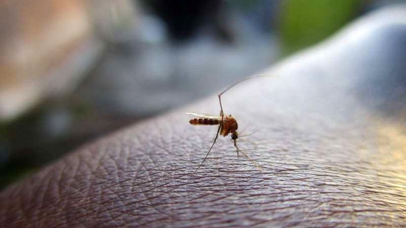 Mueren doce personas por el brote de dengue en Bangladesh